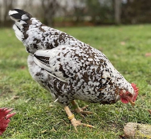 Bruteier Schwedische Blumenhühner grün blau BESONDERHEIT  Blumenhuhn