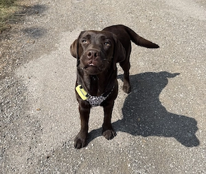 Labrador Retriever Rüde, 10 Monate, chocolat 