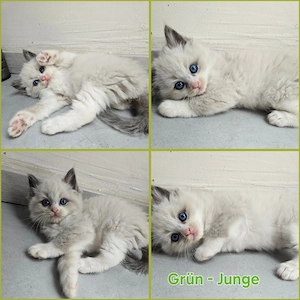 Süße Ragdoll Kitten