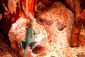  Halsbandleguane (Crotaphytus