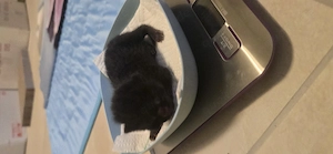 Katzen Babys suchen in 12 wochen neues Zuhause 