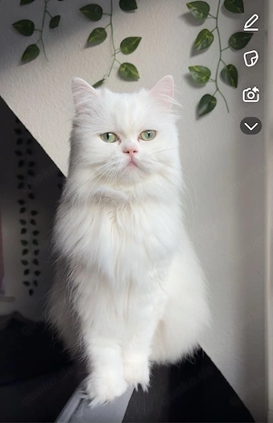 Perserkatze (weiblich), 3 Jahre alt, kastriert, geimpft, mit Heimtierausweis