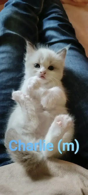 Ragdoll Kitten in seltenen Farbvarianten 
