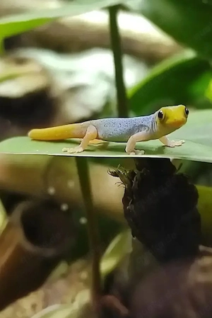 1.3 Lygotactylus Conauri 