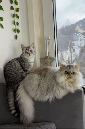 Perserkatze (weiblich), 2 Jahre alt, geimpft