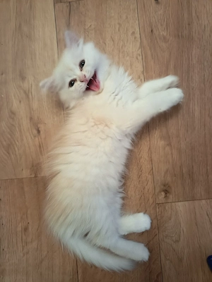 Babys Katzen sucht eine liebevolle Zuhause 