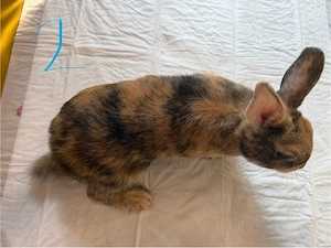 Süße Kaninchen Babys mädchen 