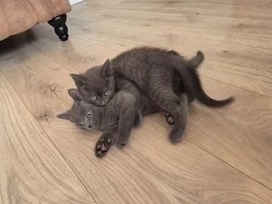 Niedliche Kitten   