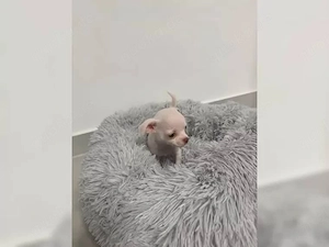    Chihuahua-Welpen mit hervorragendem Charakter   
