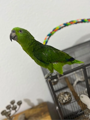 Handzahmer amazonpapagei 
