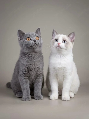 BKH Kitten Mädels 2x geimpft abgabebereit