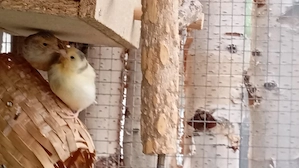 ein Pärchen Kanarienvögel 