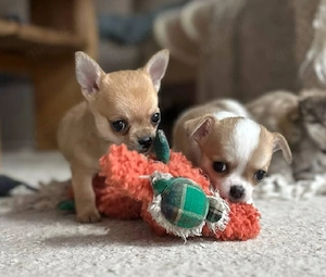     Charmante Chihuahua-Welpen   klein, süß und voller Liebe    Diese wunderschönen