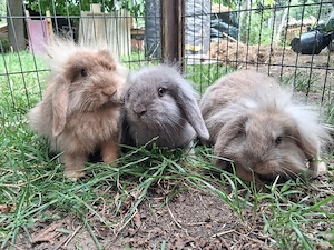 Zwergkaninchen Babys Widder