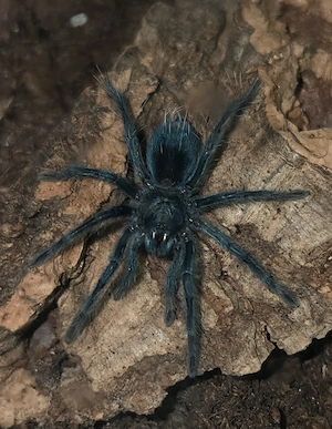Phormictopus sp dominican purple NZ  Vogelspinne 