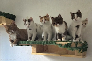 BKH Britisch Kurzhaar Kitten selten 