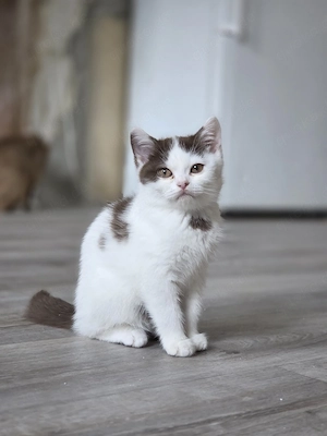 BKH Britisch Kurzhaar Kitten selten 