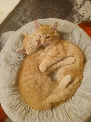    Lino & Lexi suchen gemeinsam ihr Für-immer-Zuhause   