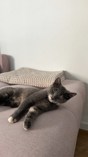Siam Katze (Glückskatze) 