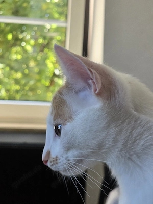 geschwister Katzen 