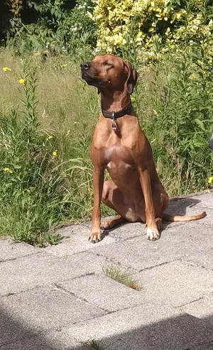 Urlaubsbetreuung für verträglichern Rhodesian Ridgeback in KA