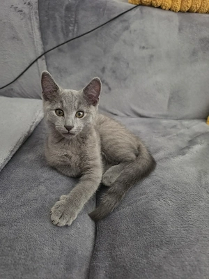 Russisch Blau 75%-Bkh kitten 