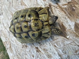 Griechische Landschildkröten   Asterix & Obelix suchen ein liebevolles Zuhause 