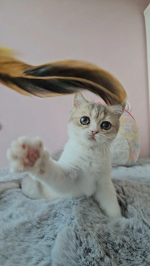 BKH Kitten 
