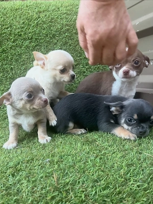 Unsere süßen Chihuahua-Welpen sind bereit für ihr liebevolles Zuhause!    