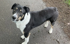 Zuhause gesucht für Amal