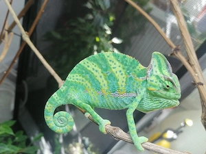 Jemenchamäleon Chamaeleo Calyptratus
