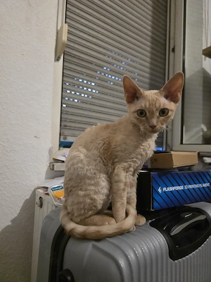 Devon Rex Kätzchen Männlich 4 Monate Alt.