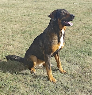 Liebe Schäferhund - Mix - Hündin sucht ihr Für - immer - Zuhause