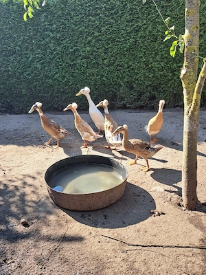 Hauben Laufenten 2 Erpel & 2 Enten