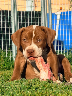 American Bully XL