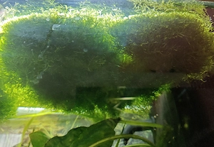 Aquarium Moss 