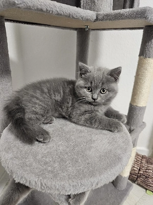 BKH Blue Kitten