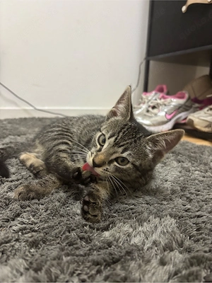 Kleines Kitten sucht ihren Dosenöffner