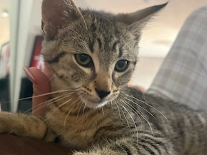 14 wochen kitten abzugeben