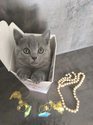 BKH Kitten 
