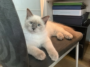 Heilige Birma Kater "Benito" geimpft, verspielt und verschmust.