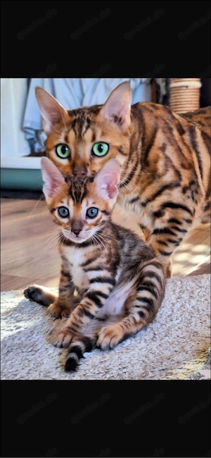 Bengal mit Top Rosetten 