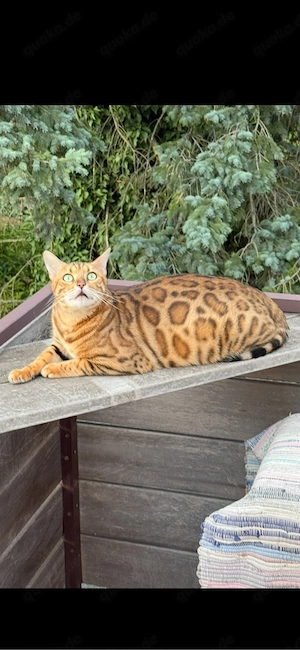 Bengal Babys vom EL. Champion 