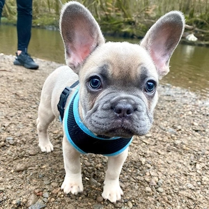 Gesunde französische Bulldogge zu verkaufen