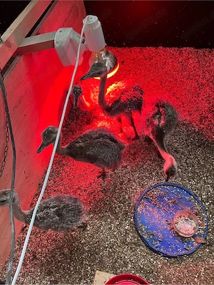 Nandu Küken zu verkaufen
