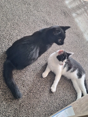 2 liebe katzen abzugeben 