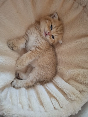 Goldene shaded Katzenbaby 