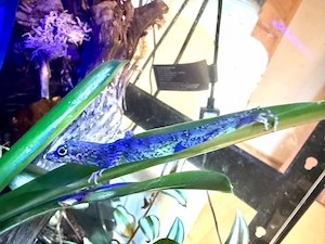 Anolis roquet "El Diamant" Nachzuchten