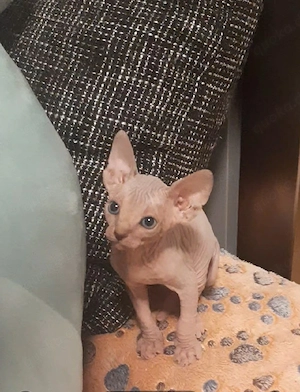 Sphynx katzenbaby 