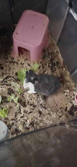 Hase sucht neues Zuhause 